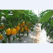 菌肥，你用對(duì)了嗎？
